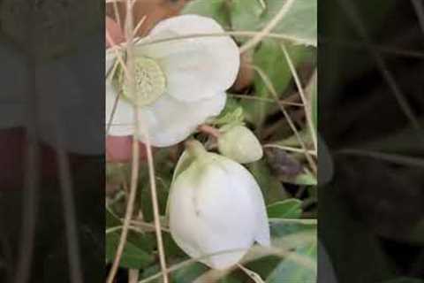 My first flowers for 2025 #shortvideo #foryou #gardening