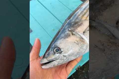 Stop Throwing this Fish Back #fishing #shorts