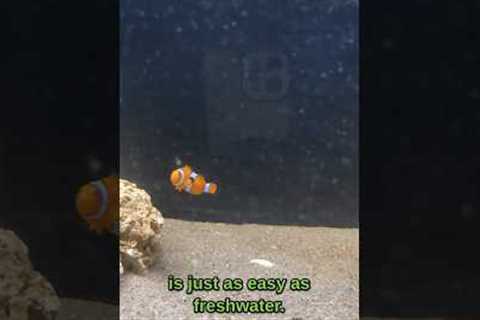 Saltwater aquariums are worth it!