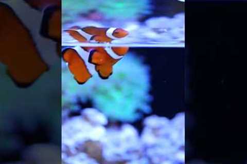 Setting up a Saltwater Tank Is Easy!