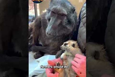Unlikely Animal Friendships You Need to See