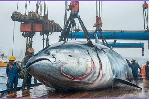 How Fishermen Catch Biggest Tuna Fish You've Ever Seen Using Modern Fishing Techniques