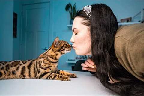 LEARN THE CUTEST BENGAL CAT TRICK FAST!!