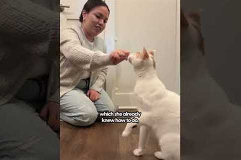 Training Your Cat To High Five | The Pack