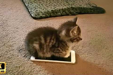 Unexpected Laugh with these Cats 😹 Best Funny Cat Videos 2025 🤣