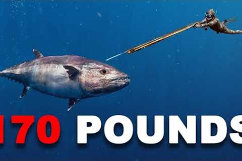 Spearfishing GIANT Dogtooth Tuna... 90 ft. Deep