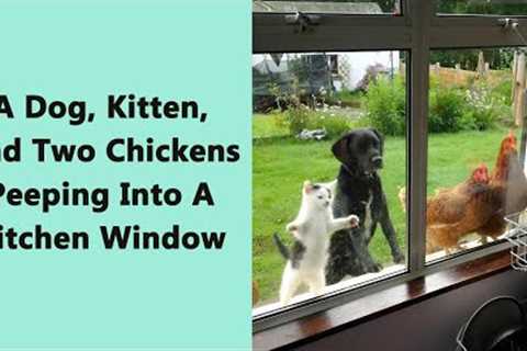 50 Unlikely Yet Heartwarming Animal Friendships