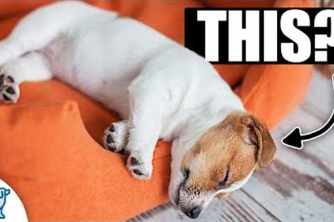 The BIGGEST Mistake That New Puppy Owners Make...