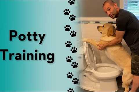 How do you potty train your dog? #labrador #dogtraining