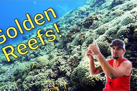 Curaçao | Great Dive Vacations | feat. Ocean Encounters