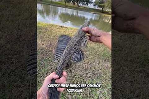 Catching CRAZY ALIEN FISH with my BARE HANDS! 🫨👽 #bassfishing #fishing #fishinglife #pleco #nature