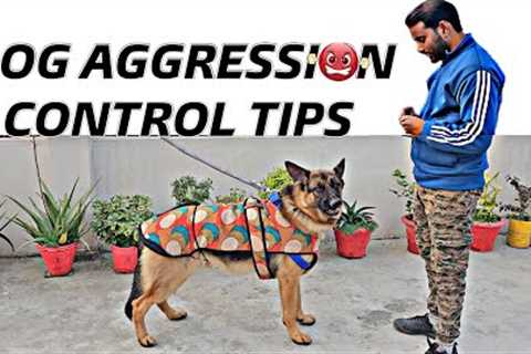 Dog Aggression Control Tips &amp; Tricks (Dog Training Session 1)