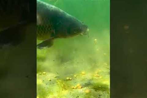 What really happens underwater #carp #fail