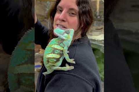 Our Very Curious Chameleon🙌