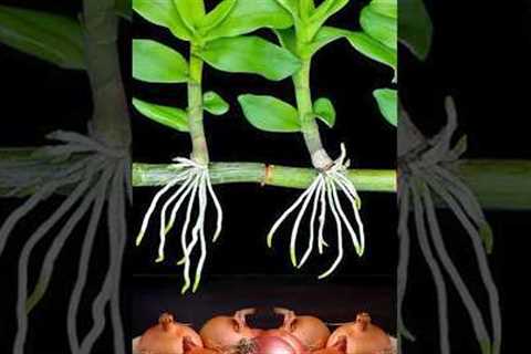 The magical secret to help orchids take root quickly using only onions has not been shared by anyone