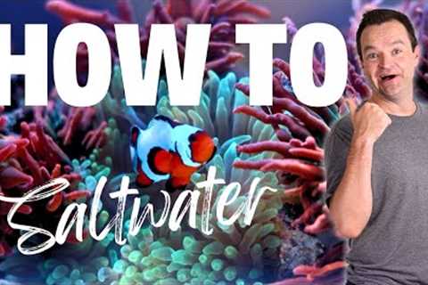 Beginner's Guide To Saltwater Aquariums 2024