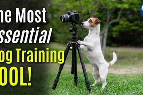 Survey Shows 63% Of Dog Owners Currently Don't Use This Essential Dog Training Tool #294 #podcast