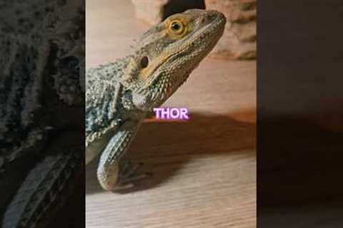 Meet the dragons.💕 #beardeddragon #lizard #reptiles #exotic #pets #youtubeshorts #love