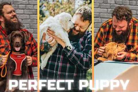 Top 3 Tips For Training A Puppy