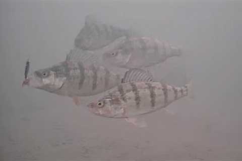 Ice Fishing Perch with an Underwater Camera! (CATCH CLEAN COOK)