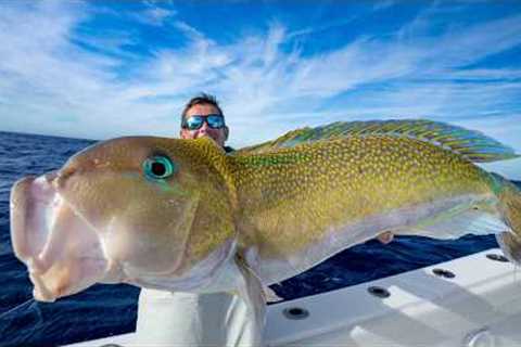 GIANT Mud Fish in 800ft of water! Catch Clean Cook (Golden Tilefish)