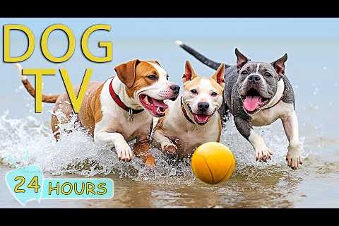 DOG TV: Video Entertain for Your Dog to Reduce Stress &amp; Anxiety When Home Alone - Best Music..