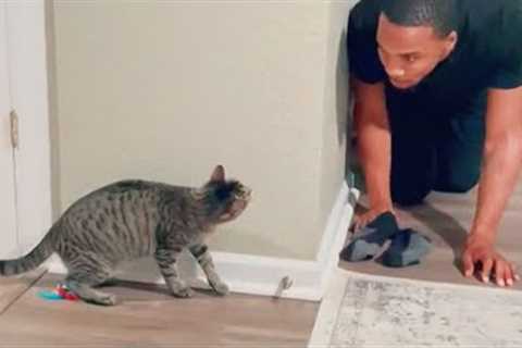 Unpredictable cats add drama to your life 😂 Funny Cat and Human