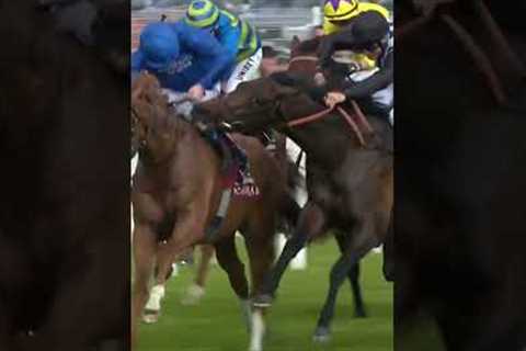 Horse tries to bite rival!