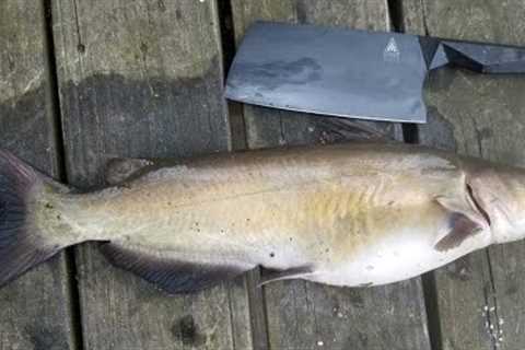 Catfish Catch Clean &amp; Cook - Bank Fishing Tips and How to Catch Catfish from Shore