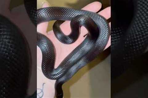 My snakes growing! #pets #reptiles #mexican #kingsnake #mbk #black #growth #snake #shorts #exotic