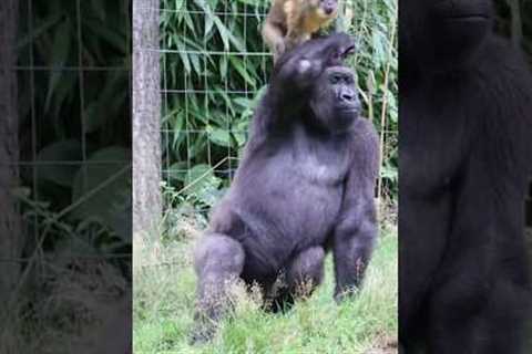 Heartwarming Gorilla Friendships