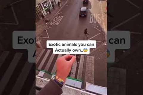 Exotic Animals You Can Own