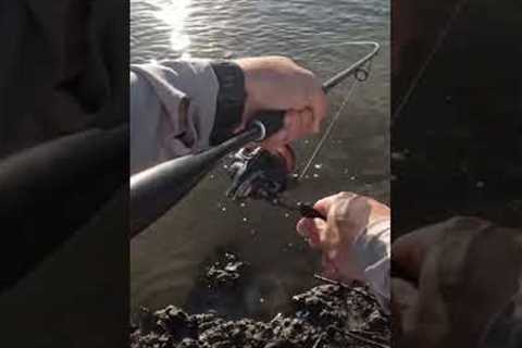 Catching flathead on soft plastic lures #fishing #fish #fishinglife #fishingaustralia #flathead