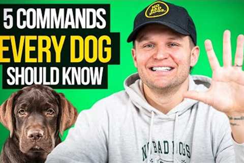 Top 5 Dog Commands Every Owner Must Teach (Pro Dog Trainer Tips)