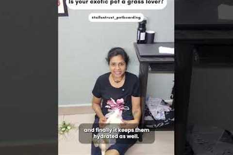 Ever wondered why your exotic pets can’t get enough of grass? #pets #petboarding #exotic #rabbit