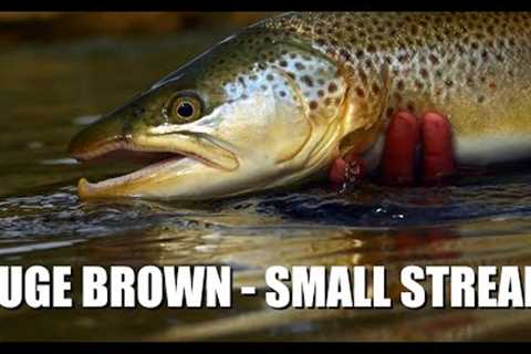 Huge Brown Trout in a Small Stream - Fly Fishing