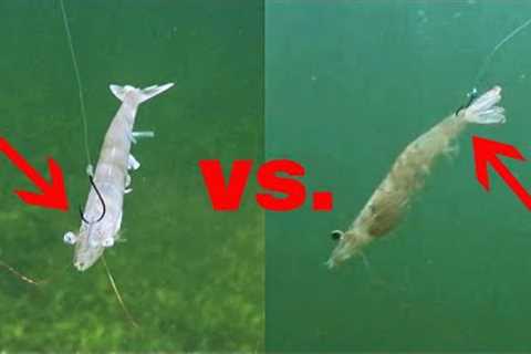 Rigging Live Shrimp In The Head vs. Tail (Best Way To Rig Shrimp)