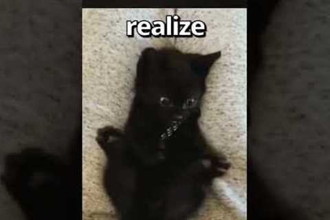 Have YOU EVER Seen a CAT do THIS 🤣 | Wholesome Moments