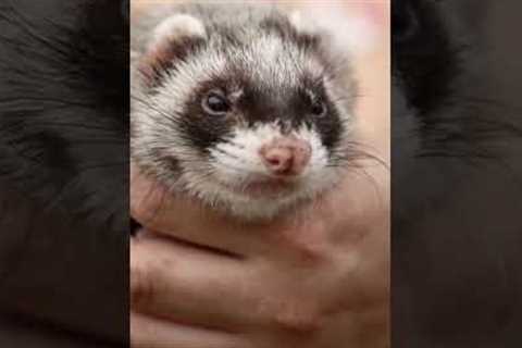 3 Best Small Exotic Pets Revealed!