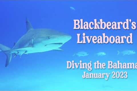 Scuba Diving the Bahamas on Blackbeard's Liveaboard, The Sea Explorer
