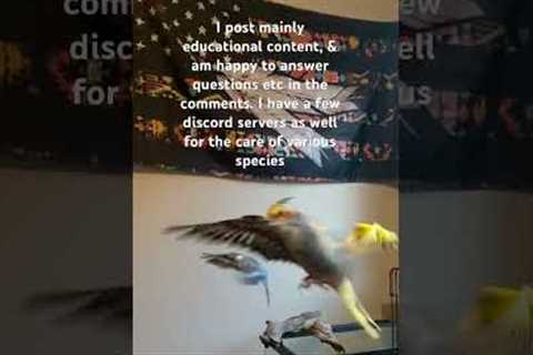 Welcome to the Channel! I teach up-to date ethical care for exotic birds.