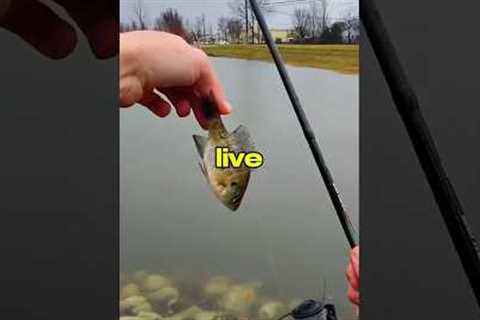 I Fished With LIVE BAIT 🐟🎣 #fishing