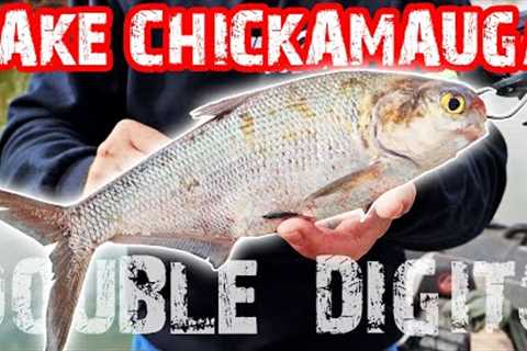 Catching DOUBLE DIGITS On LAKE CHICKAMAUGA!! Fishing For MONSTER BASS! (Bassquest Fishing Charters)
