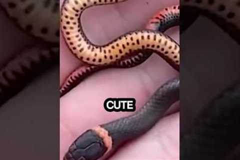 Cute Baby Animals: Baby Snakes Are Not As Dangerous As The Adult Snakes
