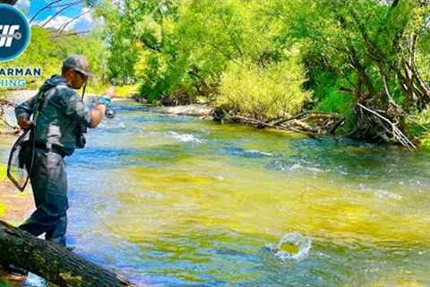 Summer Fly Fishing in North East Victoria