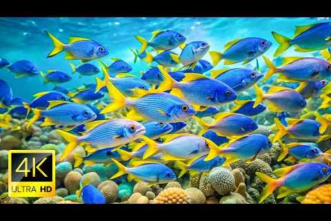 Aquarium 4K VIDEO UHD - Heal the Soul 💙 Reduce Anxiety, Stress, Colorful Fishes of the Ocean