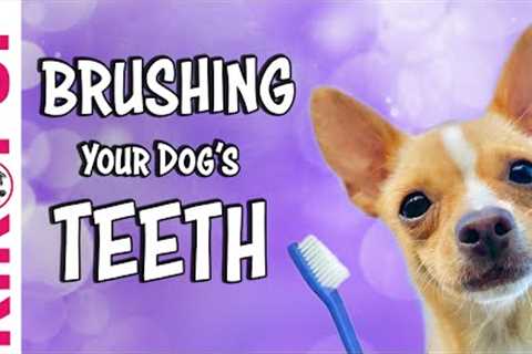 Teach your dog to feel comfortable getting their teeth brushed