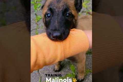 BELGIAN MALINOIS Puppy Training | First Day #shorts  #funny #pets #animals #malinois #germanshepherd