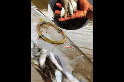 Survival Skills _ Fishing Trap Part #16