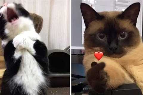 Compilation New Funniest Cat Videos 😹 You laugh You Lose 🤣 Best of Funny Cat Videos 😂